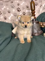 Pickle, a male Pomeranian for sale in Godwin, NC – 1 of 3