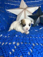 Cosmo , a male Pomchi for sale in Godwin, NC – 3 of 6
