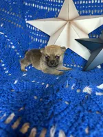 Cheshire , a male Pomchi for sale in Godwin, NC – 2 of 4