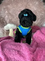 Brittany , a female Yorkipoo for sale in Godwin, NC – 5 of 6