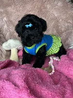 Brittany , a female Yorkipoo for sale in Godwin, NC – 4 of 6