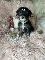 Peppy, a female Yorkipoo for sale in Godwin, NC – 2 of 8