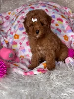 Feebee , a female Poodle - Toy  for sale in Godwin, NC – 3 of 3