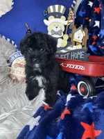 Bambi , a male Yorkipoo for sale in Godwin, NC – 2 of 3
