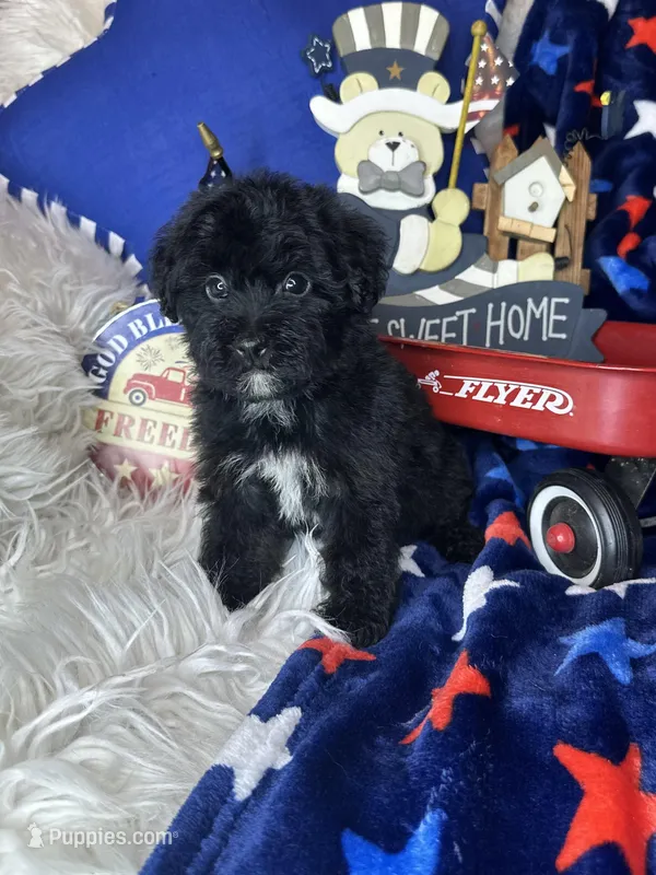 Bambi  – Yorkipoo puppy for sale in Godwin, NC