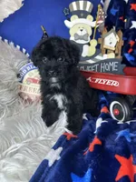 Bambi , a male Yorkipoo for sale in Godwin, NC – 1 of 3