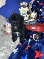 Bambi , a male Yorkipoo for sale in Godwin, NC – 3 of 3