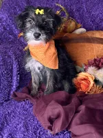 Peppy, a female Yorkipoo for sale in Godwin, NC – 5 of 8