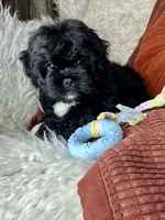 Mickey , a male Peekapoo for sale in Godwin, NC – 6 of 6