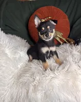 Ceaser , a male Pomchi for sale in Godwin, NC – 5 of 5