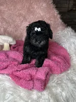 Reese , a female Poodle - Toy  for sale in Godwin, NC – 4 of 4