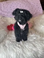 Brittany , a female Yorkipoo for sale in Godwin, NC – 6 of 6