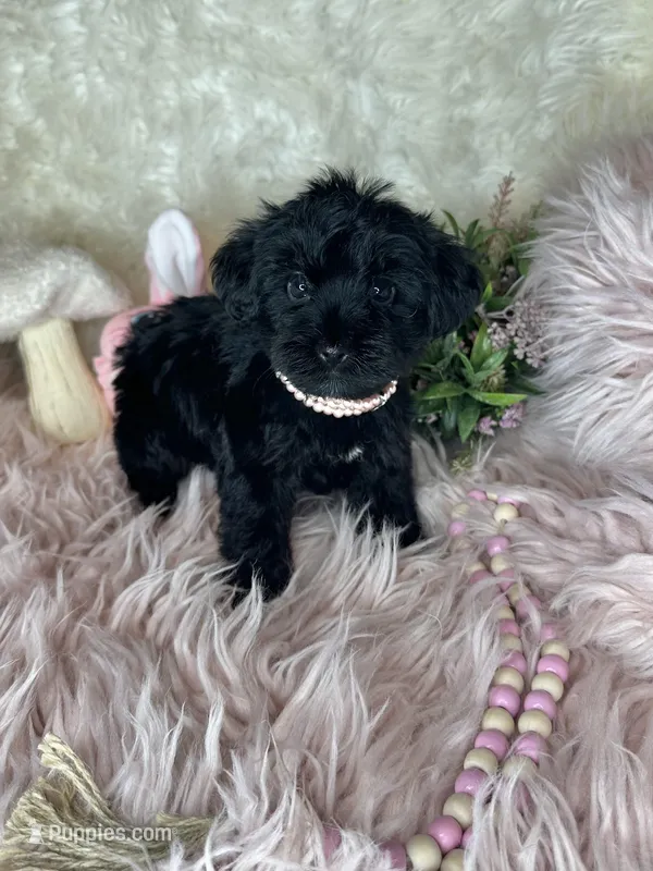 Bubbles  – Yorkipoo puppy for sale in Godwin, NC