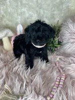 Bubbles , a female Yorkipoo for sale in Godwin, NC – 1 of 3