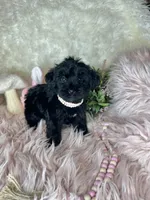 Bubbles , a female Yorkipoo for sale in Godwin, NC – 3 of 3
