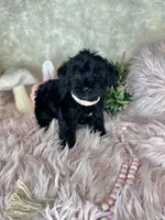 Bubbles , a female Yorkipoo for sale in Godwin, NC – 2 of 3