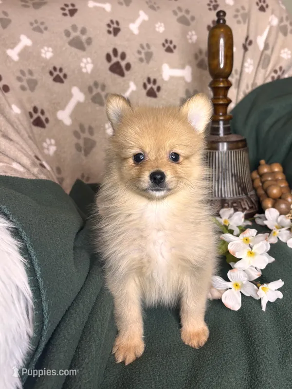 Prancer  – Pomeranian puppy for sale in Godwin, NC