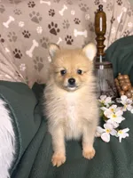 Prancer , a male Pomeranian for sale in Godwin, NC – 1 of 4