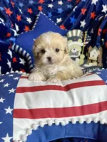 Woody, a male Pekingese and Poodle - Toy  for sale in Godwin, NC – Photo 3 of 3