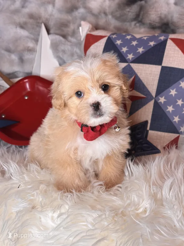 Woody – Pekingese, Poodle - Toy  puppy for sale in Godwin, NC