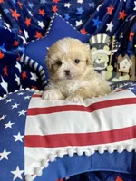 Woody, a male Pekingese and Poodle - Toy  for sale in Godwin, NC – Photo 2 of 3