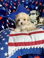 Woody, a male Pekingese and Poodle - Toy  for sale in Godwin, NC – Photo 1 of 3
