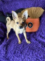 Cici , a female Pomchi for sale in Godwin, NC – 2 of 5