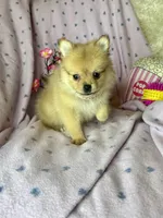 Penny, a female Pomeranian for sale in Godwin, NC – 4 of 5