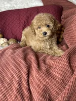 Frito, a male Poodle - Toy  for sale in Godwin, NC – 5 of 6