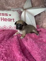 Cinnamon , a female Pomchi for sale in Godwin, NC – 3 of 3