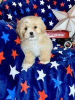 Woody, a male Pekingese and Poodle - Toy  for sale in Godwin, NC – 6 of 6