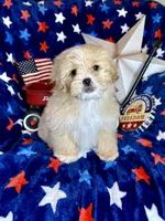 Woody, a male Pekingese and Poodle - Toy  for sale in Godwin, NC – 5 of 6
