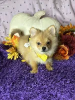 Penny, a female Pomeranian for sale in Godwin, NC – 4 of 4