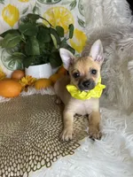 Celeste , a female Pomchi for sale in Godwin, NC – 4 of 7
