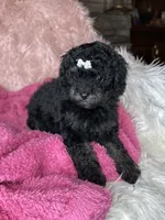 Reese , a female Poodle - Toy  for sale in Godwin, NC – 2 of 4