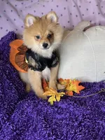 Peppy , a female Pomeranian for sale in Godwin, NC – 3 of 7