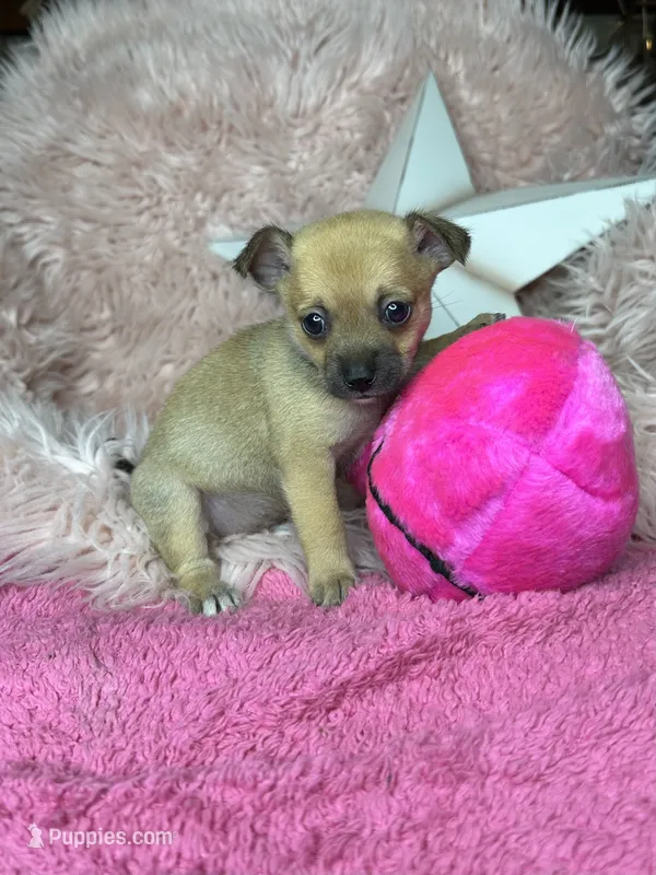 Celeste – Pomchi puppy for sale in Godwin, NC