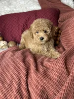 Frito, a male Poodle - Toy  for sale in Godwin, NC – 6 of 6