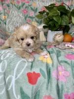 Whisper , a female Pekingese and Poodle - Toy  for sale in Godwin, NC – Photo 2 of 4