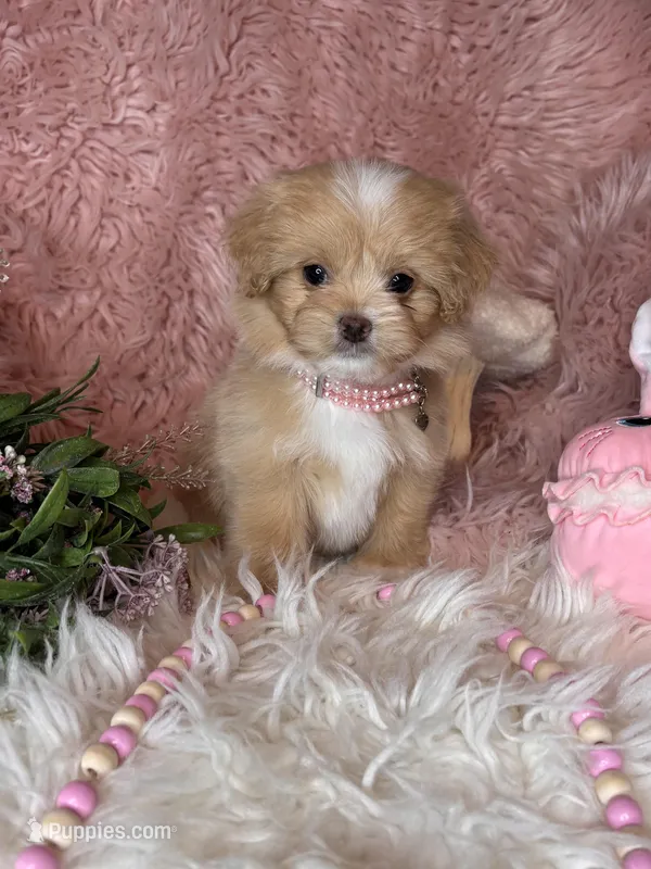 Whisper  – Pekingese, Poodle - Toy  puppy for sale in Godwin, NC