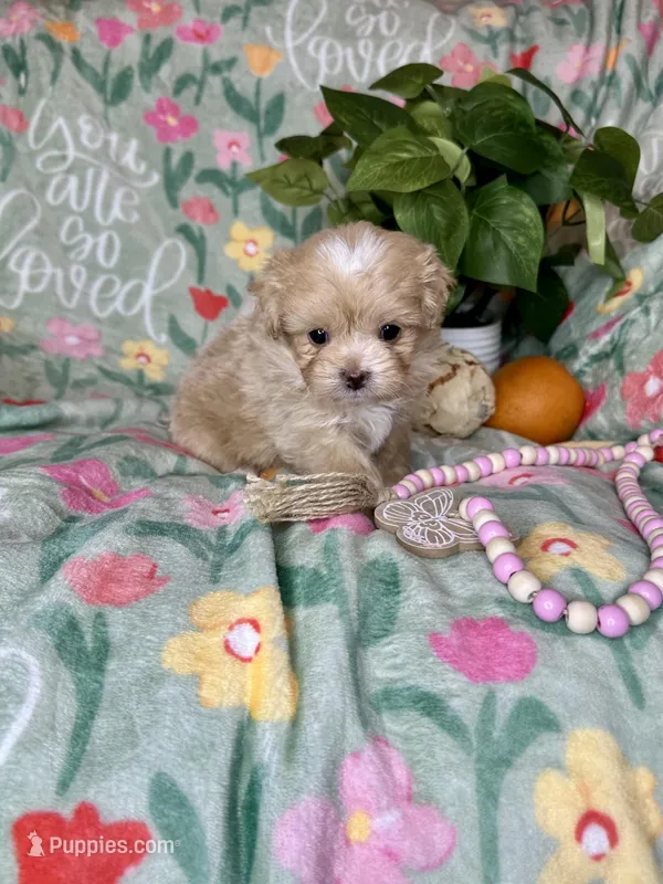Whisper  – Pekingese, Poodle - Toy  puppy for sale in Godwin, NC