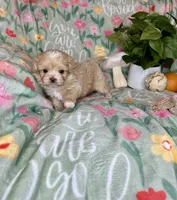 Whisper , a female Pekingese and Poodle - Toy  for sale in Godwin, NC – Photo 3 of 4