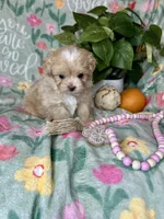 Whisper , a female Pekingese and Poodle - Toy  for sale in Godwin, NC – Photo 4 of 4