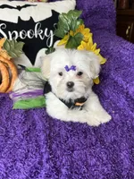 Harmony, a female Maltese for sale in Godwin, NC – 4 of 7