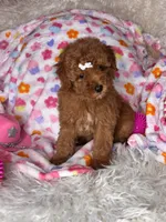 Feebee , a female Poodle - Toy  for sale in Godwin, NC – 2 of 3