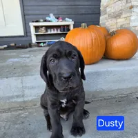 Dusty, a male Chinese Shar-Pei and Labrador Retriever for sale in Toledo, WA – 1 of 1