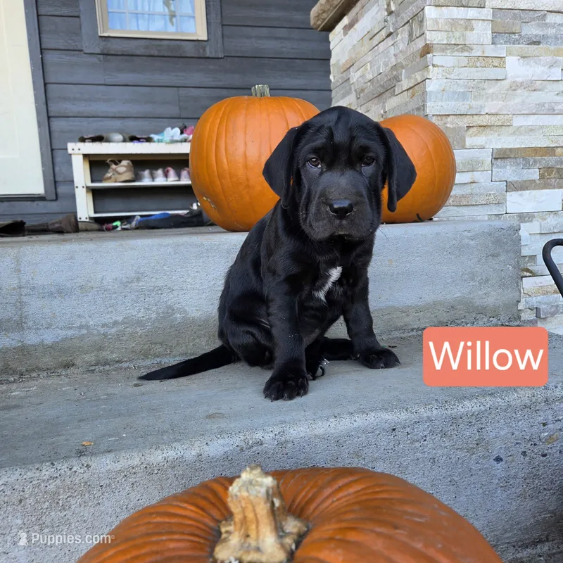 Willow – Chinese Shar-Pei, Labrador Retriever puppy for sale in Toledo, WA