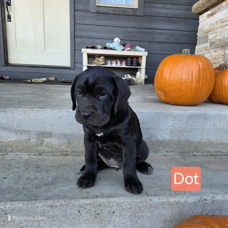 Dot – Chinese Shar-Pei, Labrador Retriever puppy for sale in Toledo, WA