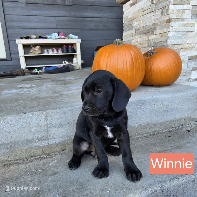 Winnie – Chinese Shar-Pei, Labrador Retriever puppy for sale in Toledo, WA