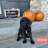Winnie, a female Chinese Shar-Pei and Labrador Retriever for sale in Toledo, WA – 1 of 1